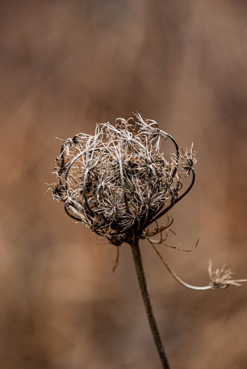 Free Detailed view of a dried wildflower highlighting intricate textures and earthy tones. Stock Photo