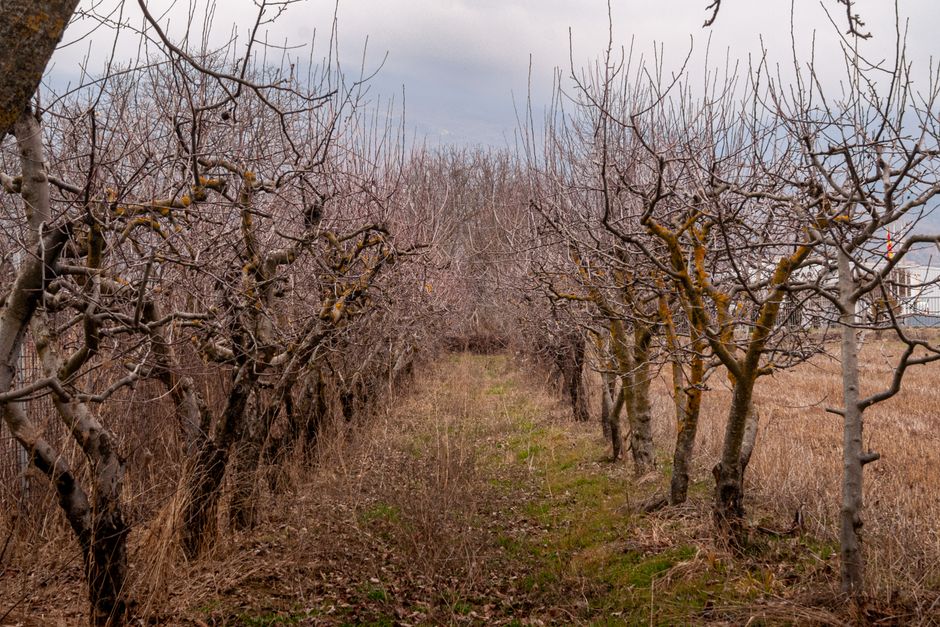 Rows of bare fruit trees in a winter orchard — overgrown apple trees need multi-year renovation pruning not a single aggressive session