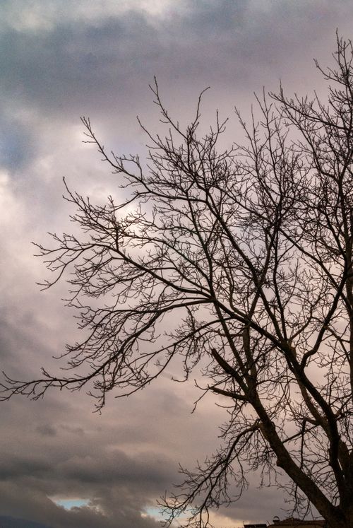 Free Bare branches silhouette against a dramatic winter sky, capturing nature's stark beauty. Stock Photo