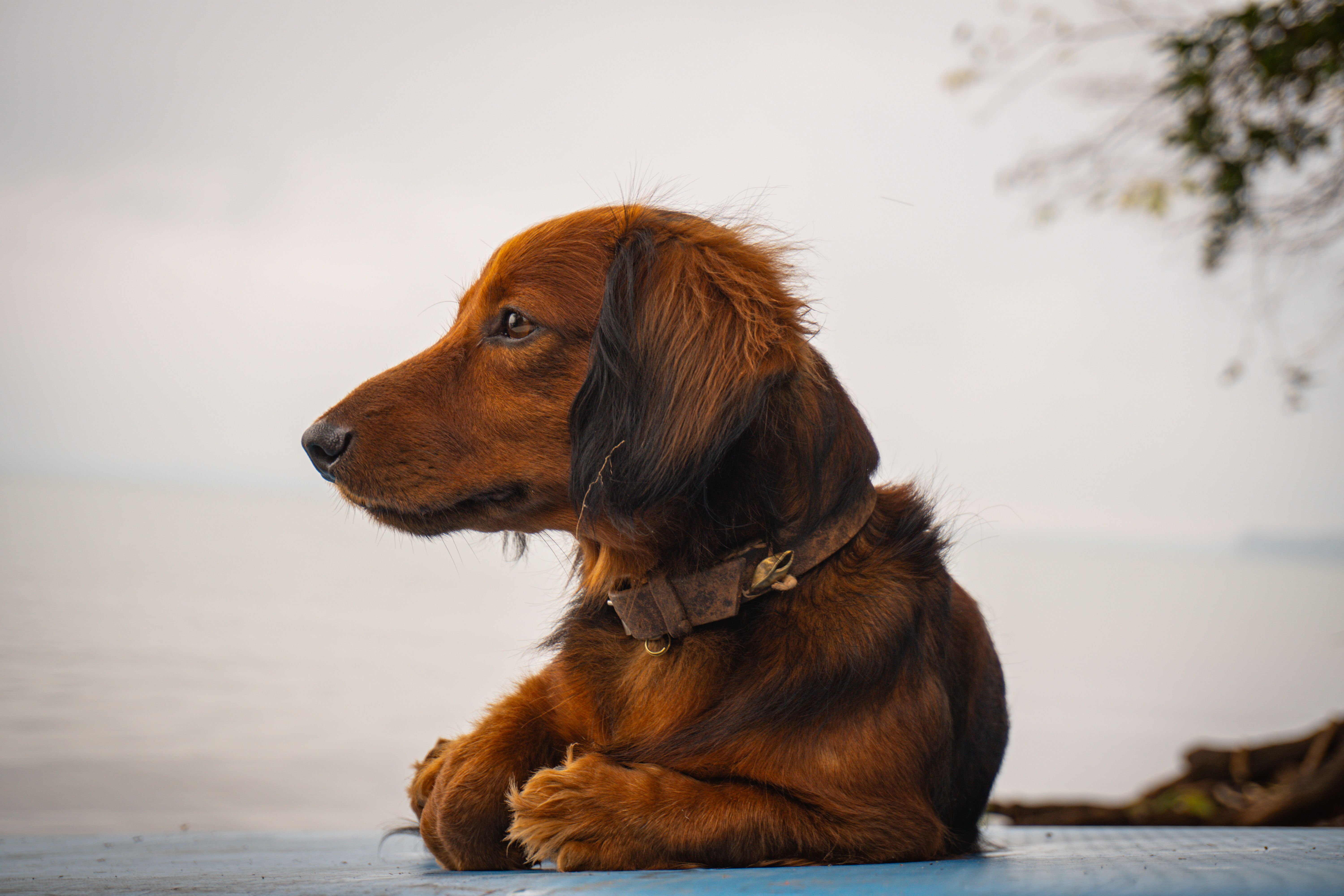 A peaceful brown dog resting by a calm lakeside, enjoying the tranquility of nature.