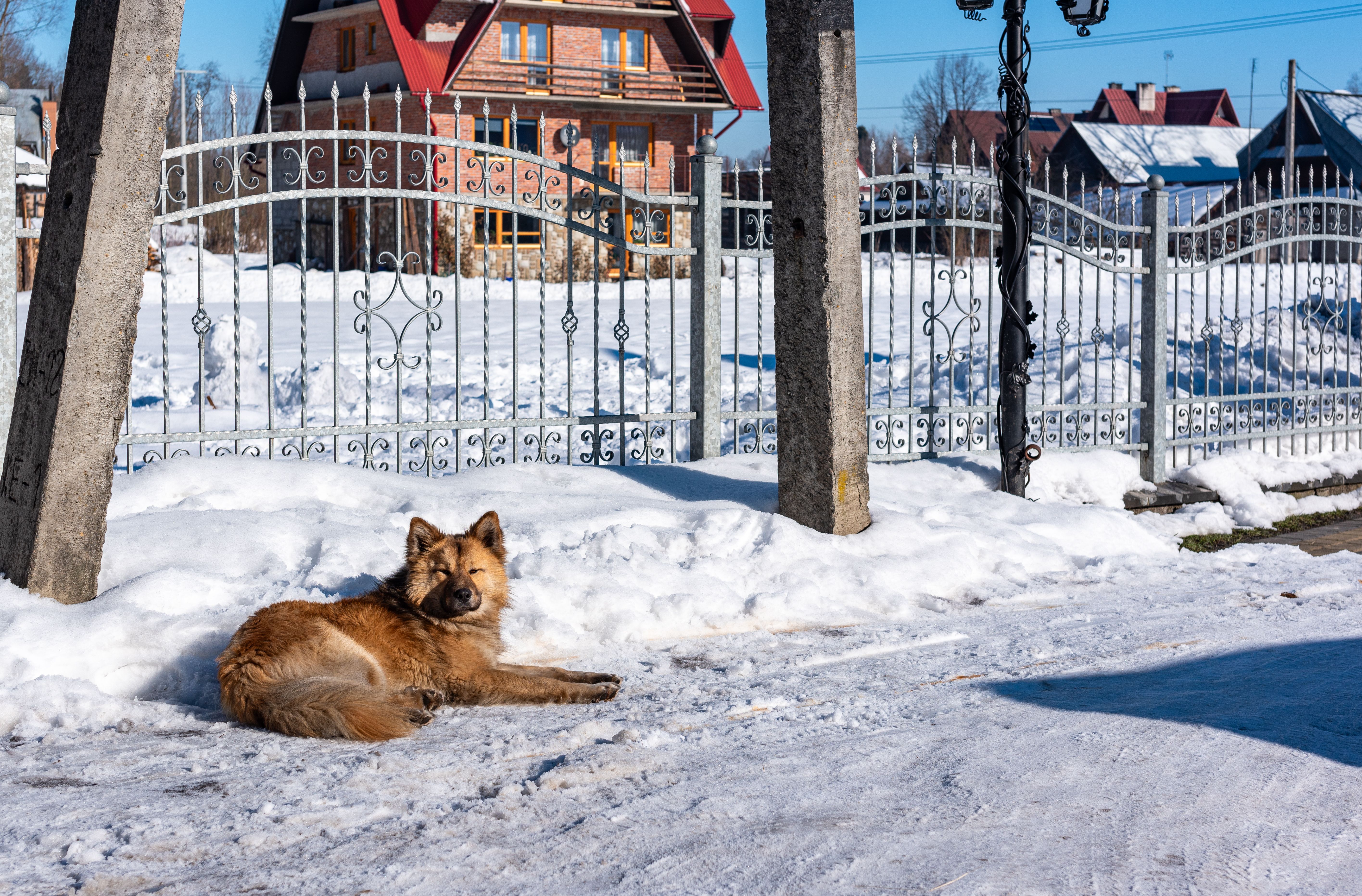 What Is An Eastern European Village Dog? The DNA Secret Behind These Ancient Rescues