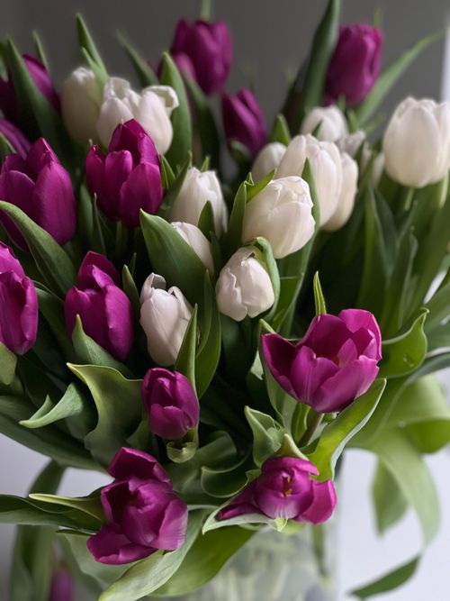 Free A beautiful bouquet of purple and white tulips in a soft light setting. Stock Photo