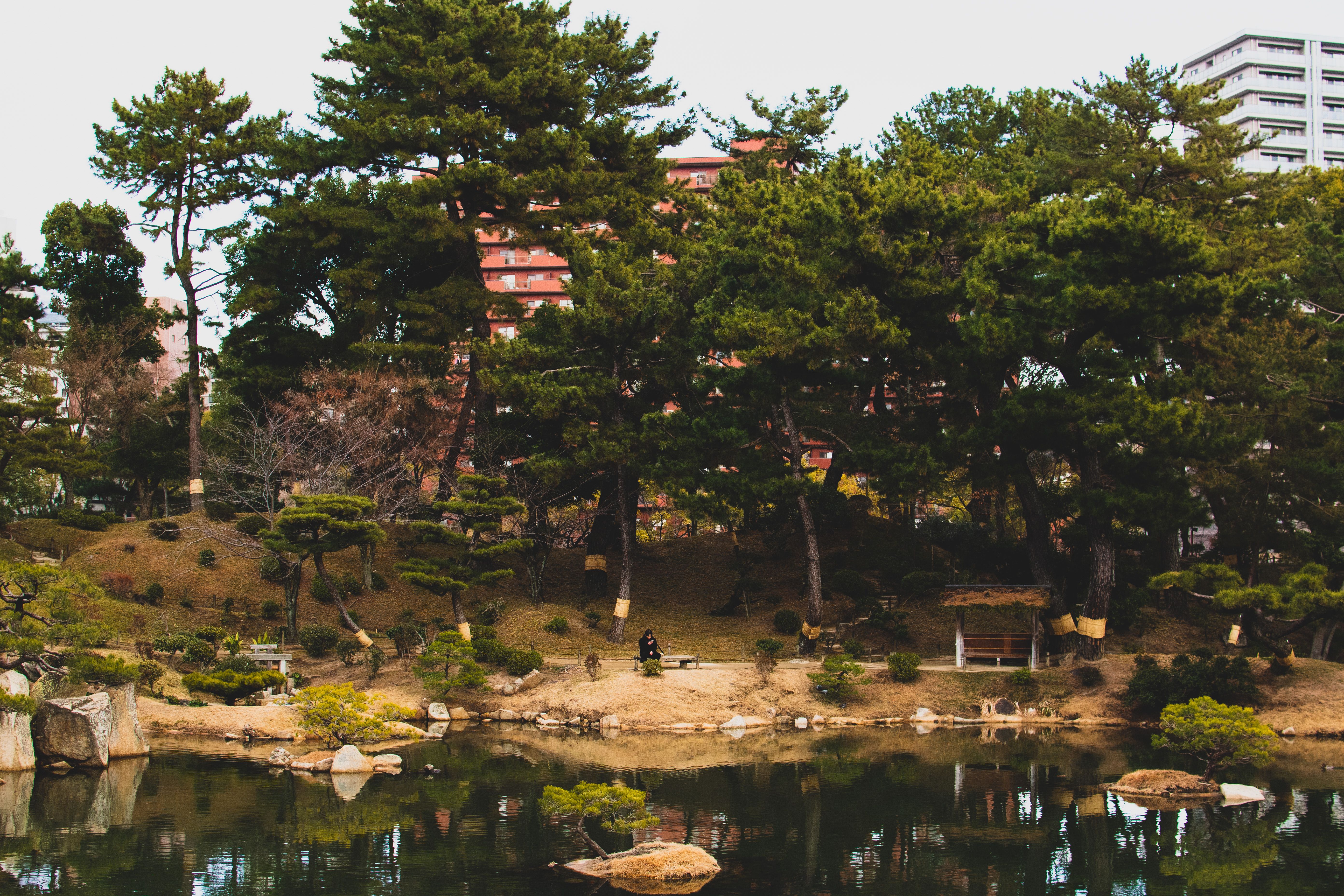 Pond and pavilion in a tranquil Japanese garden