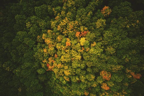 Free Aerial Shot Of Forest Stock Photo