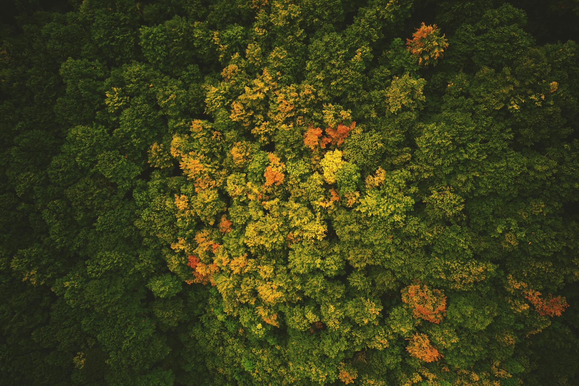 Aerial Shot Of Forest · Free Stock Photo