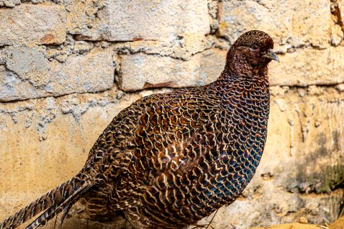 Free Vibrant pheasant standing against a rustic brick wall, showcasing intricate feather patterns. Stock Photo
