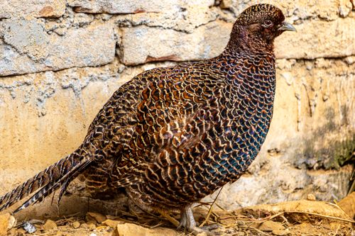Free Detailed image of a Himalayan Monal showcasing vibrant plumage against a rustic wall. Stock Photo