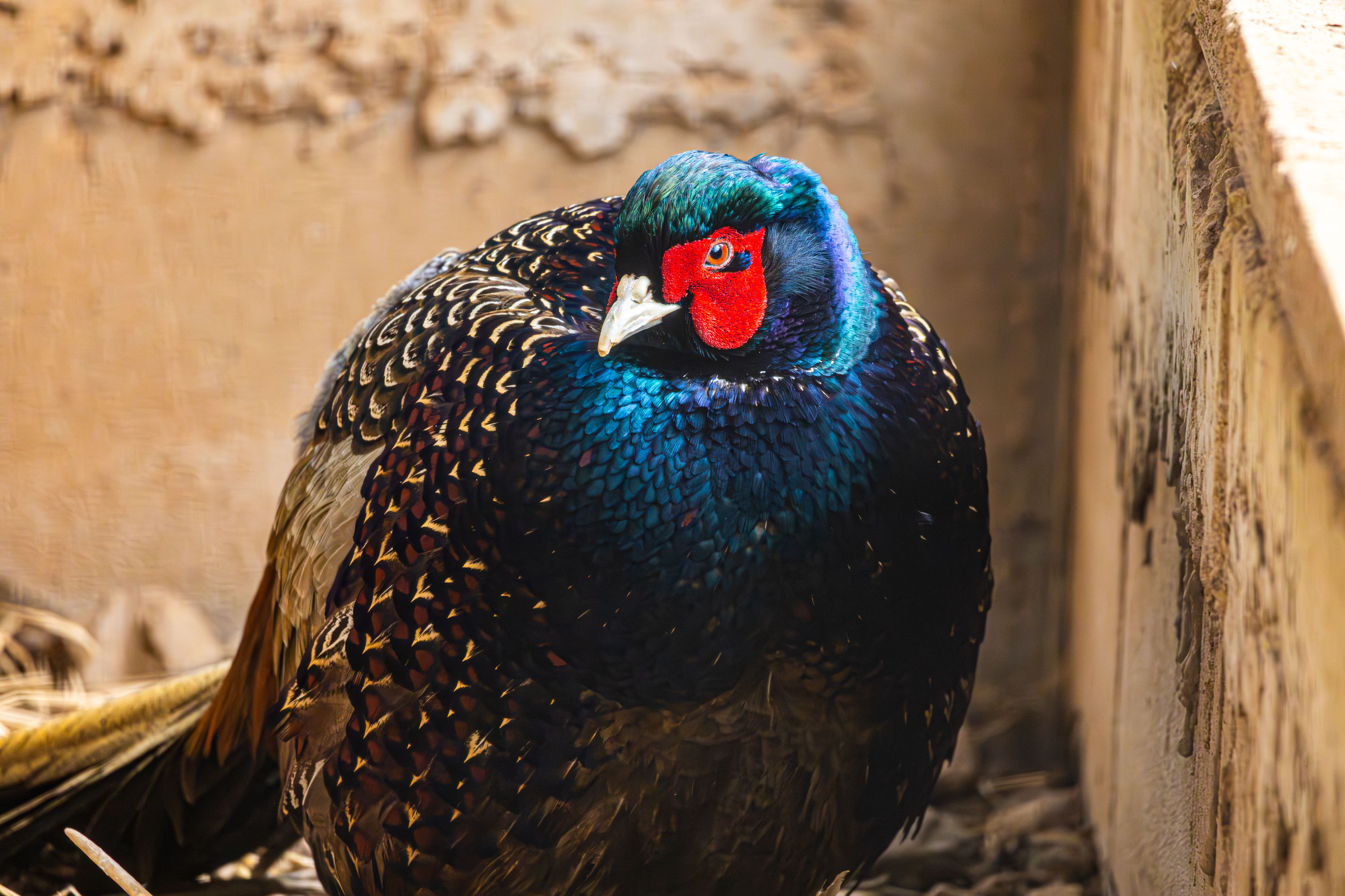 Close-up of Vibrant Pheasant with Red Face · Free Stock Photo