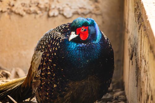 Free Close-up view of a colorful pheasant showcasing its vibrant plumage and striking red face. Stock Photo