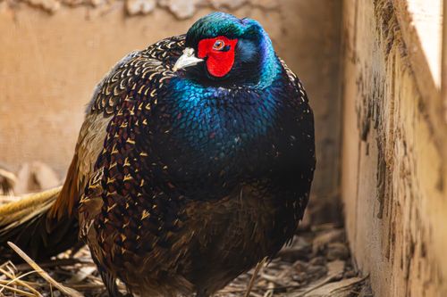 Free Colorful ring-necked pheasant with striking plumage in enclosed space, showcasing intricate feather patterns. Stock Photo