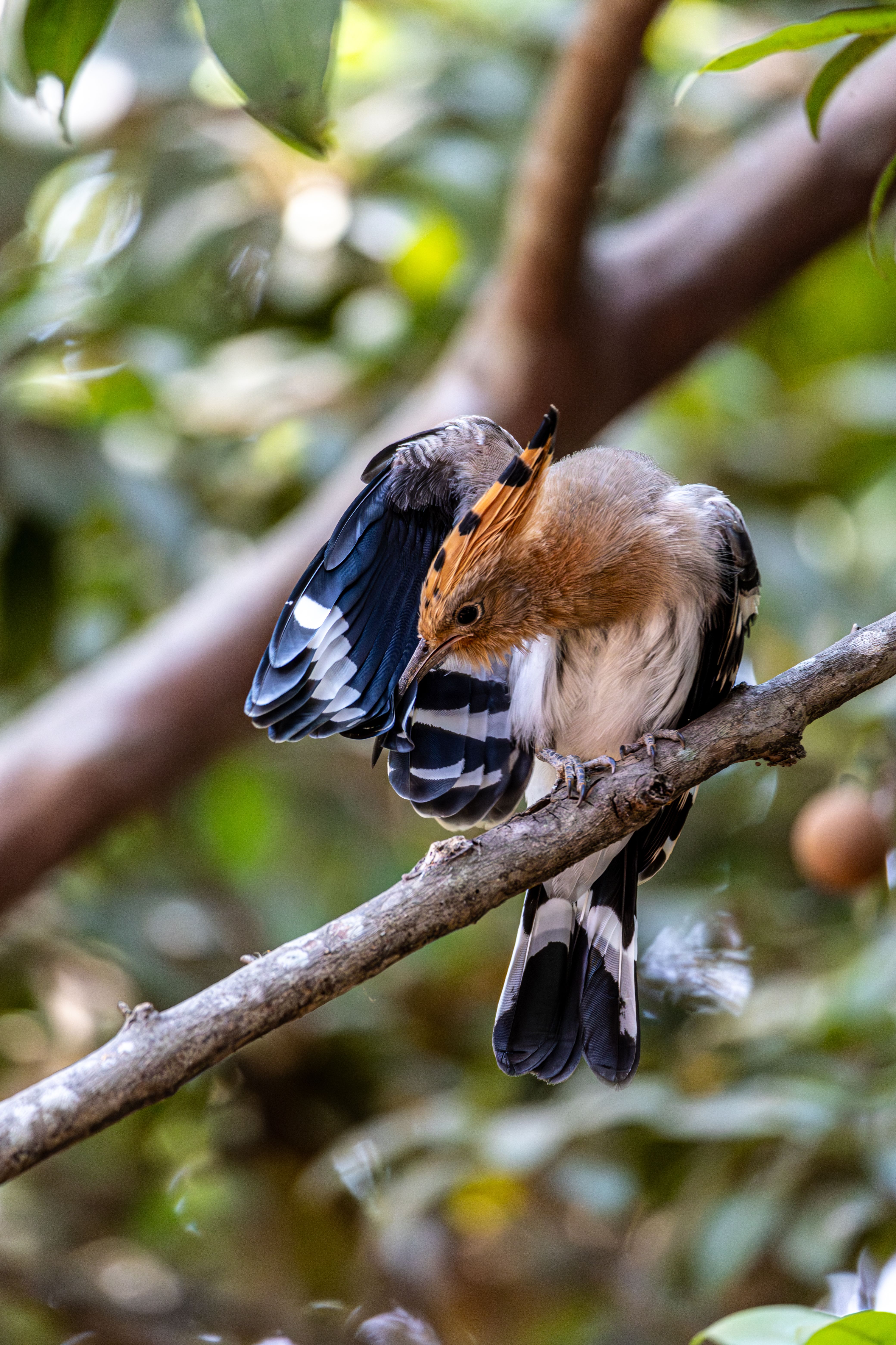 Bird Cleaning Photos, Download The BEST Free Bird Cleaning Stock Photos ...