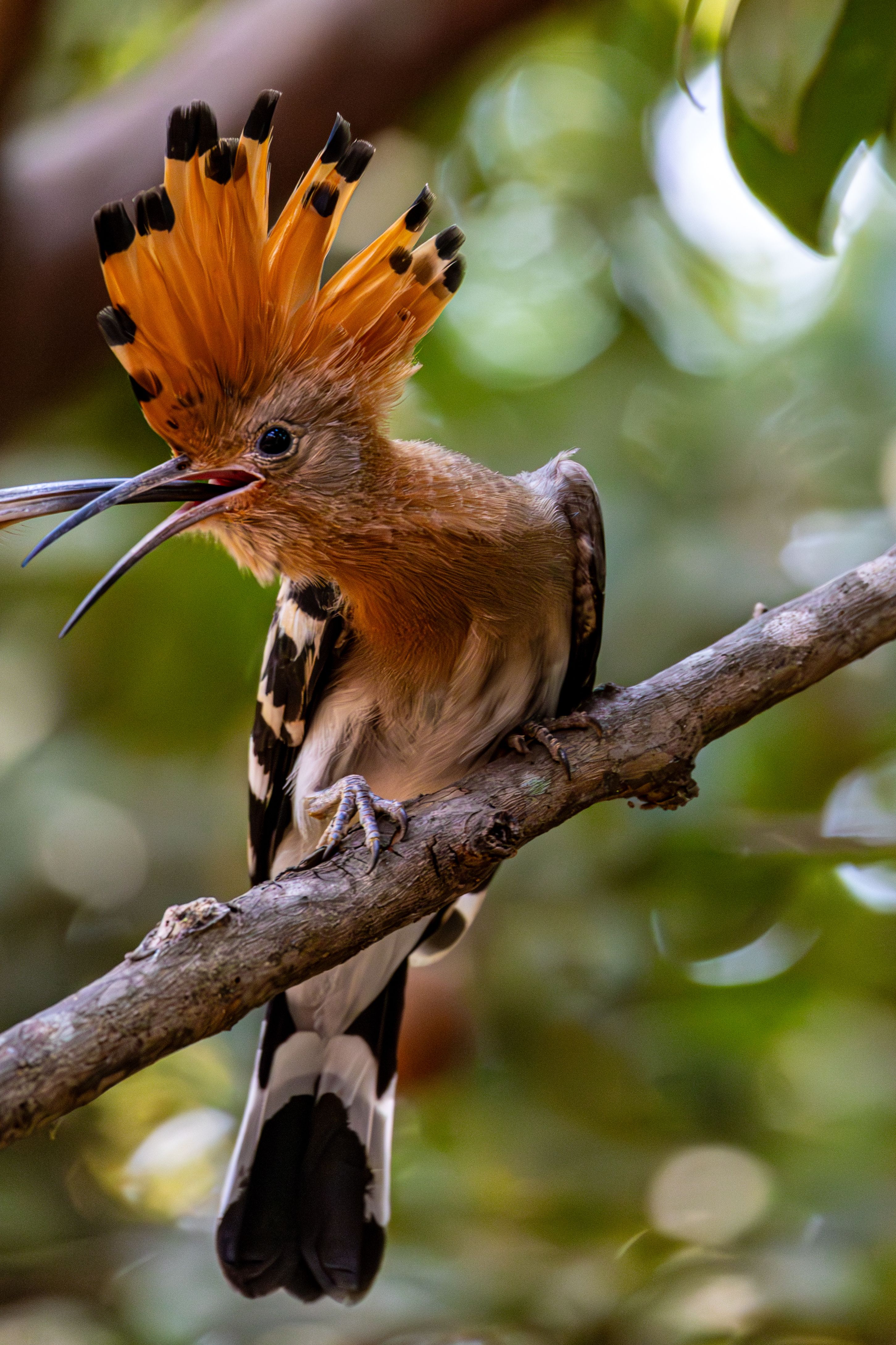 Eurasian Hoopoe Perching on Tree Branch Outdoors · Free Stock Photo