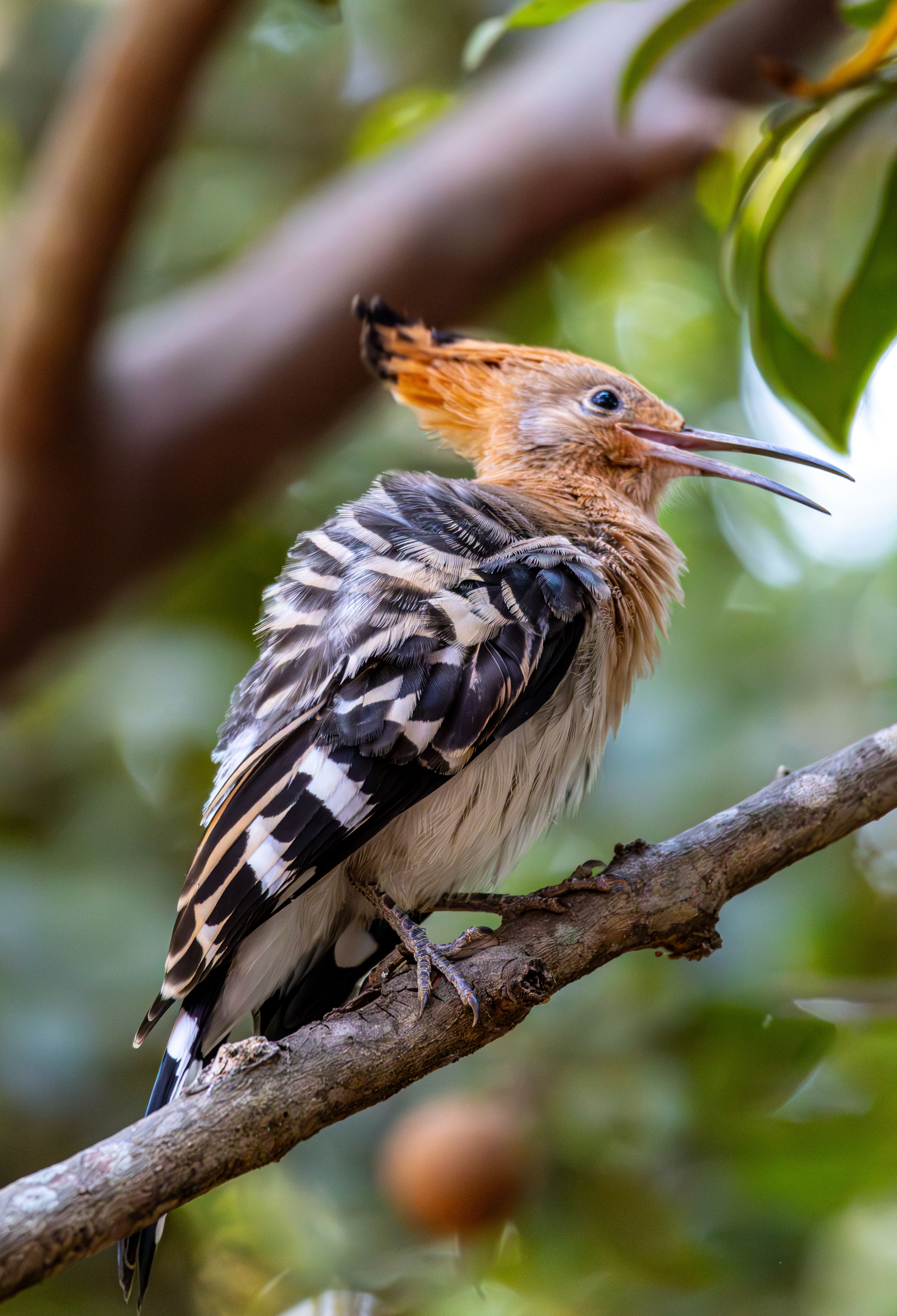 Eurasian Hoopoe perched on a tree branch · Free Stock Photo