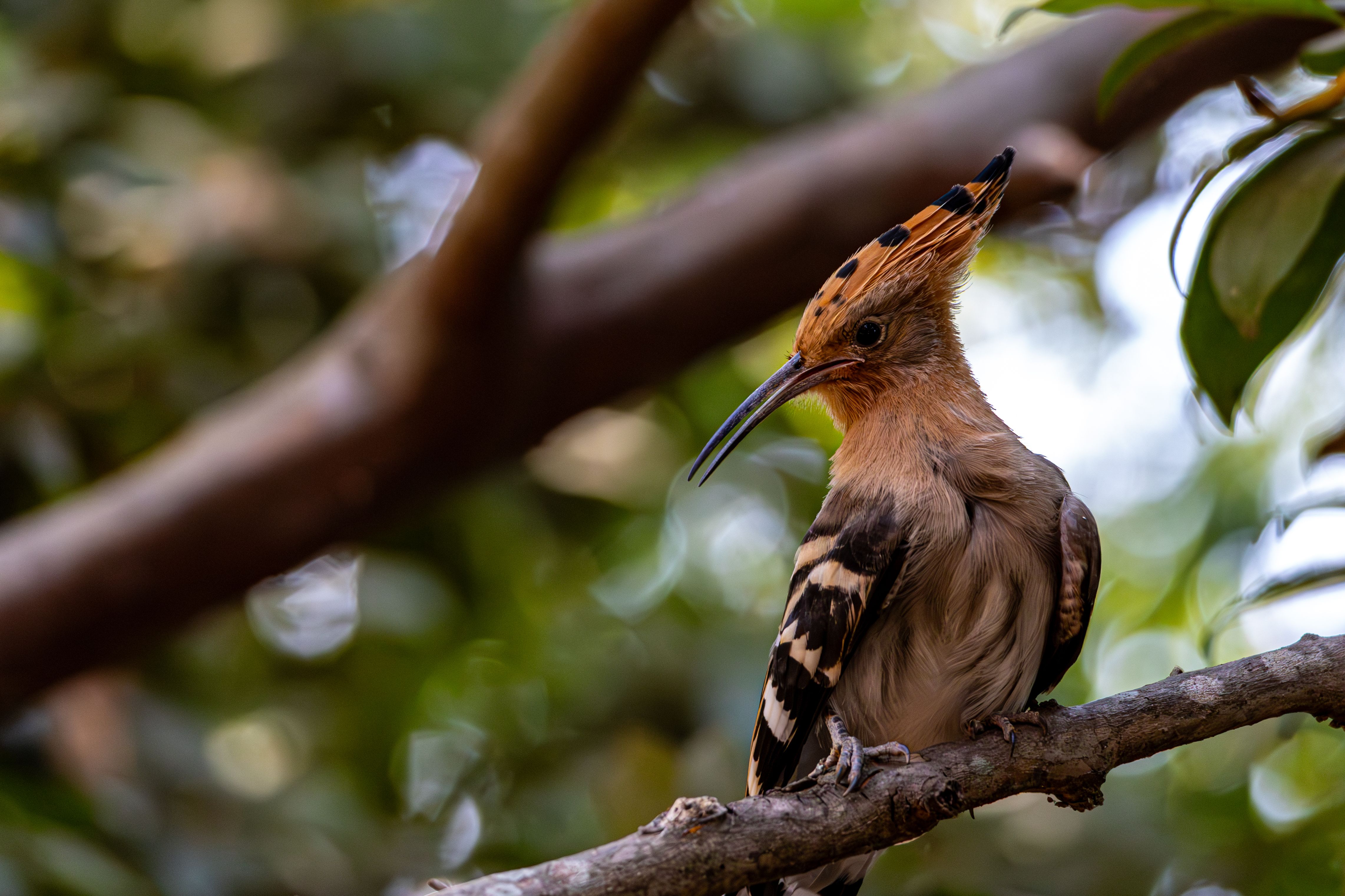 Close-up of Eurasian Hoopoe on Tree Branch · Free Stock Photo