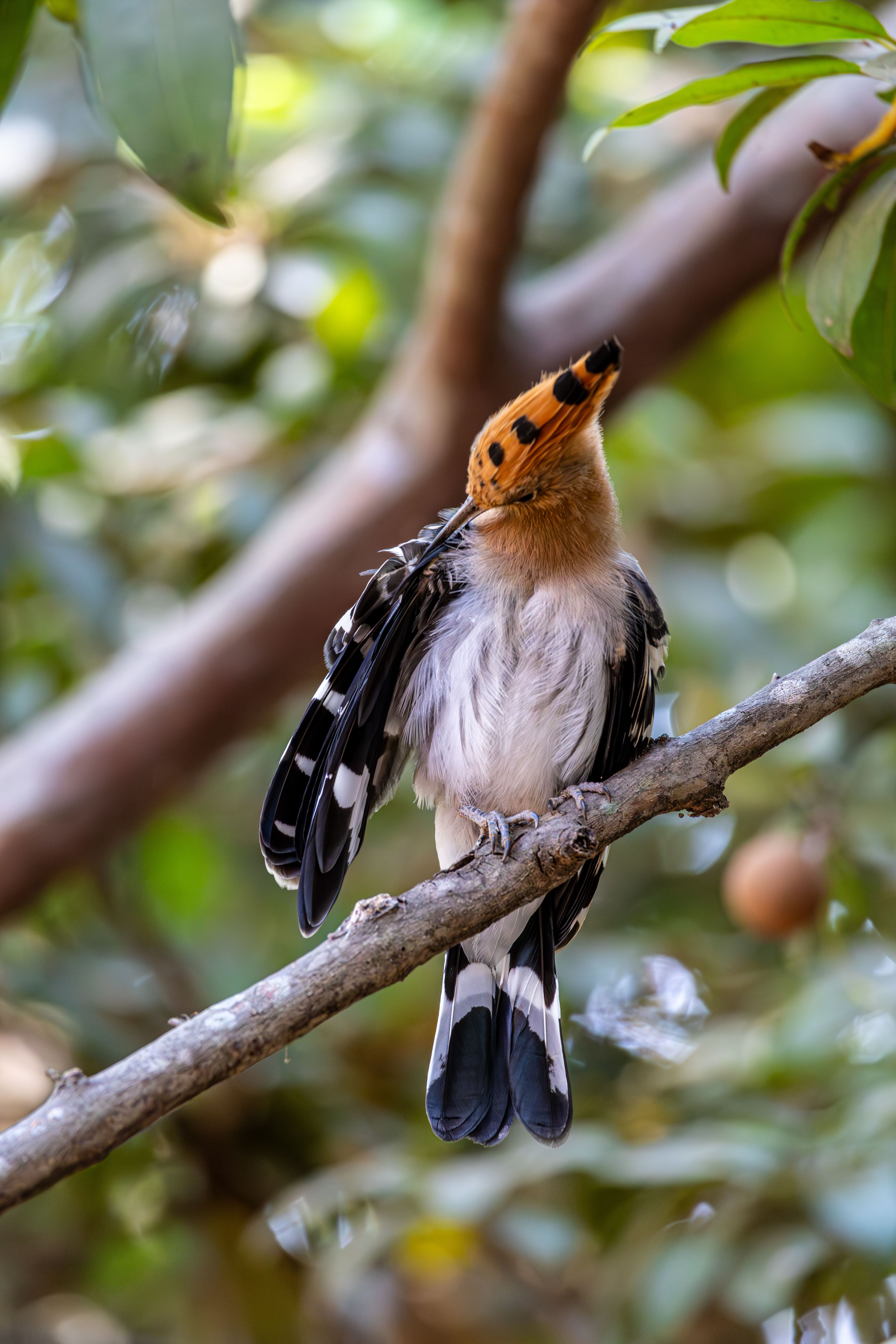 Vibrant Hoopoe Perched on Tree Branch · Free Stock Photo