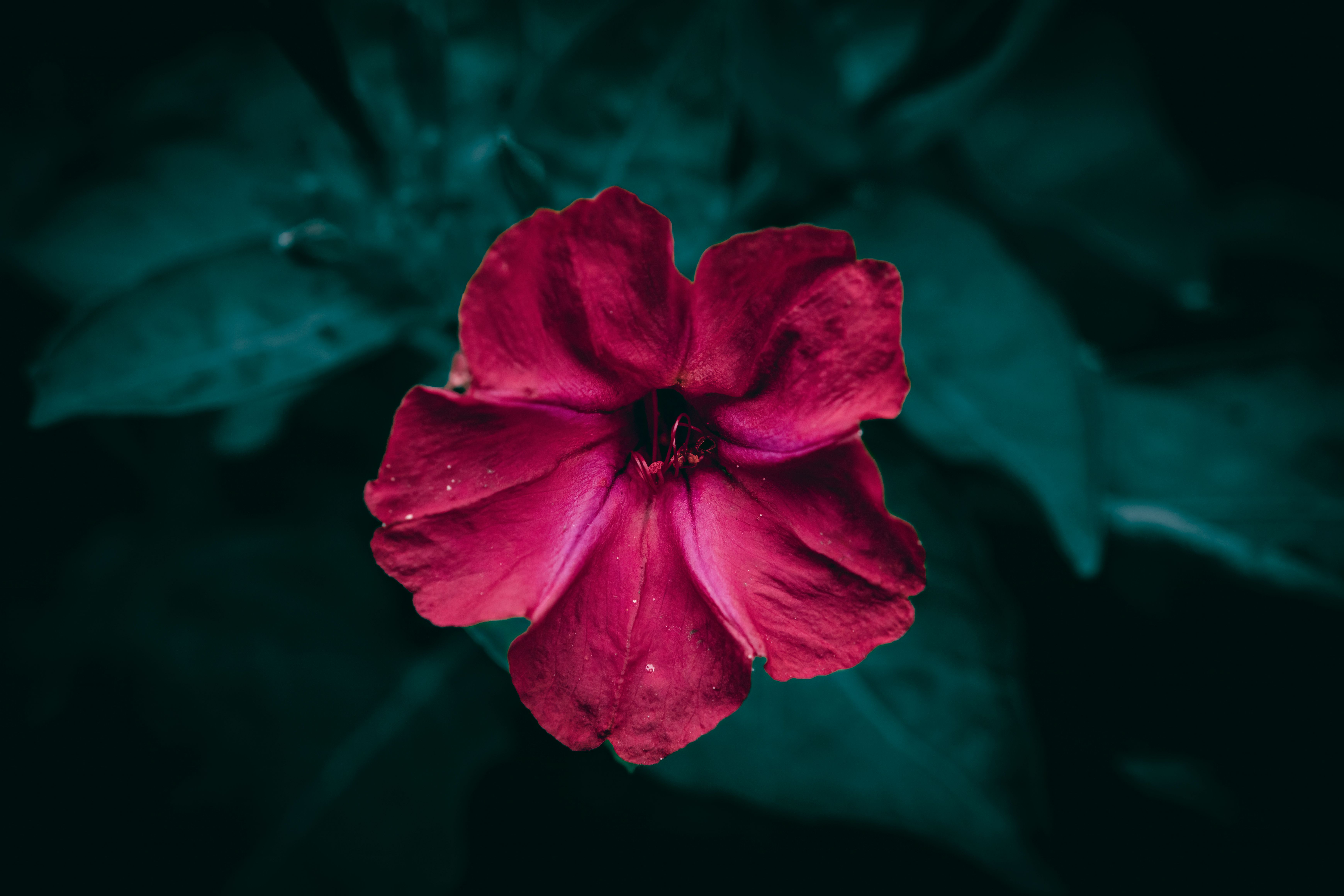 Gratuit Prim-plan al unei flori roșii vibrante Marvel of Peru care înflorește pe un fundal verde închis. Fotografie de stoc