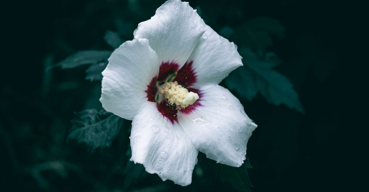 Fleur Blanche : Top 20 Variétés Jardin
