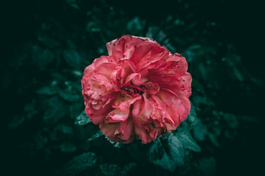 Close-up of a vibrant red rose with raindrops against a dark background. Ideal for romantic or botanical themes.