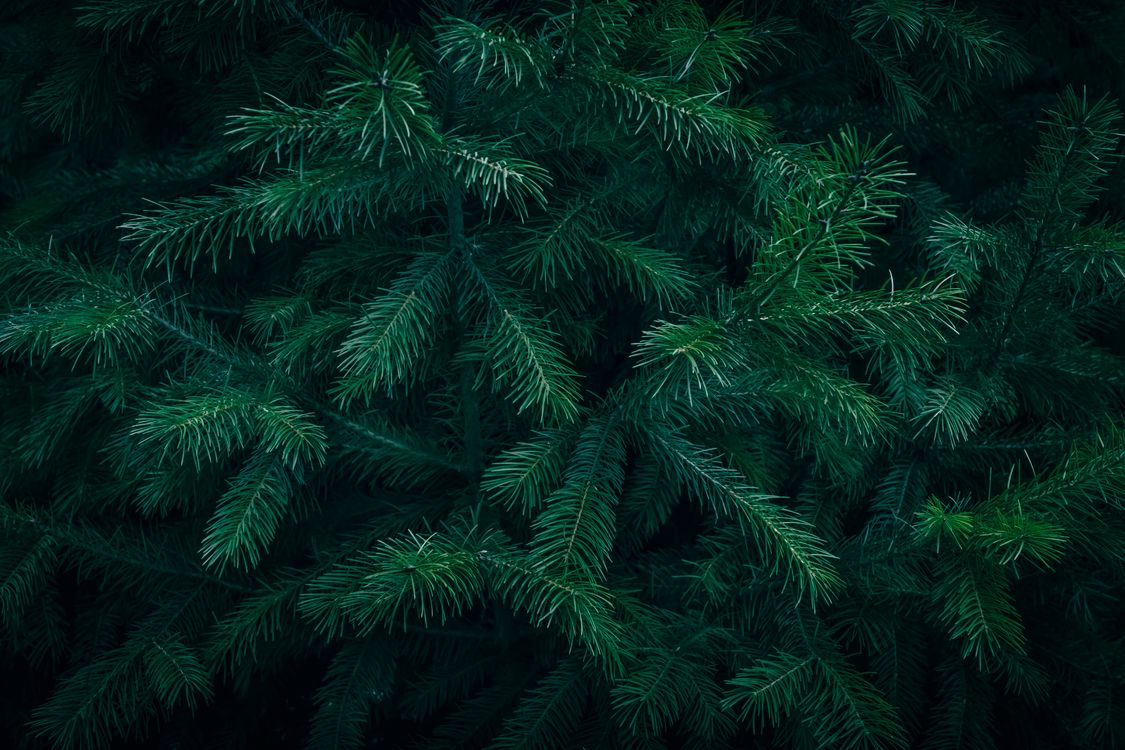 Conifer Texture Close-Up of Lush Green Conifer Tree Needles · Free Stock Photo