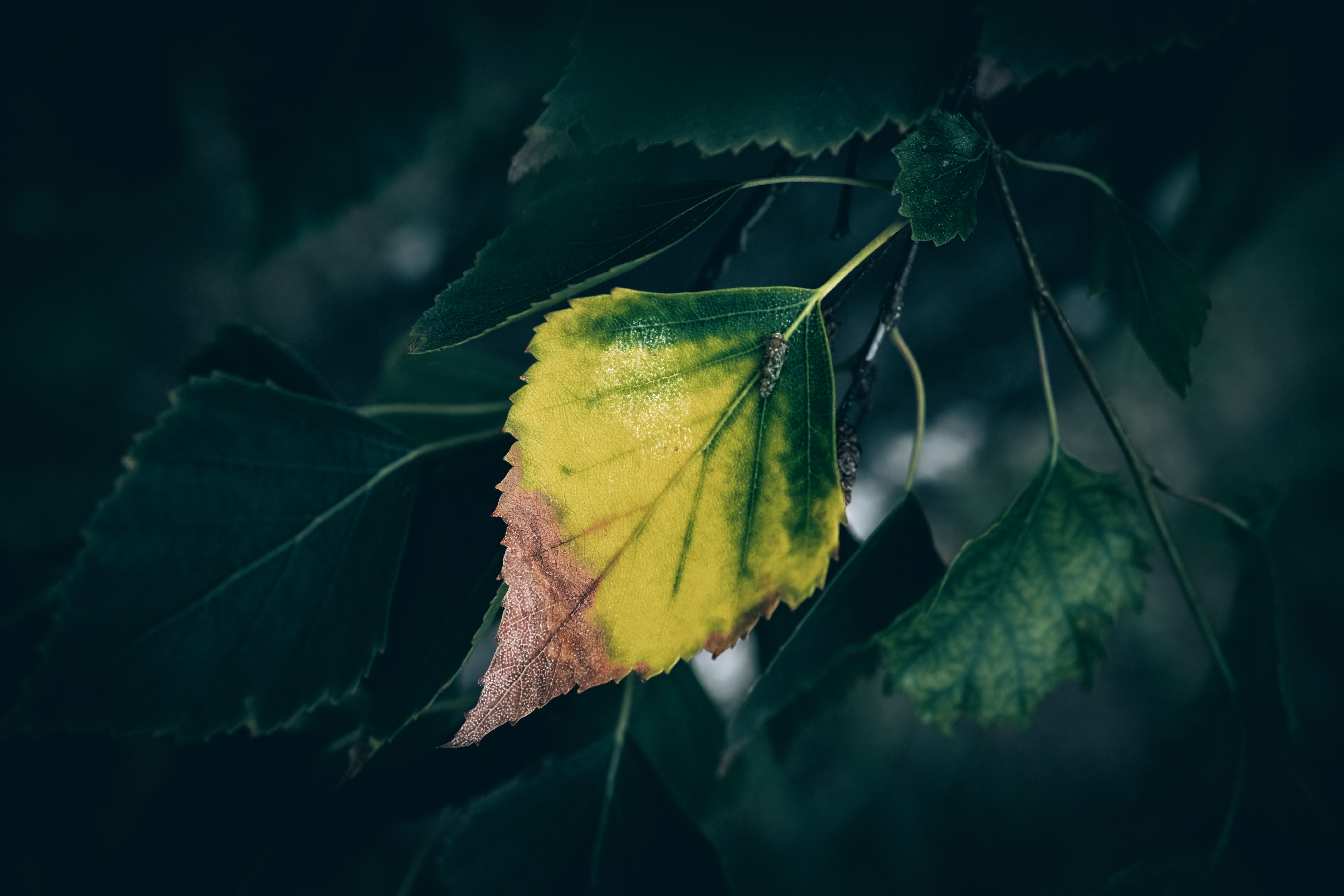 MRC-Net: novo sistema confiável de classificação de doenças em plantas com visão computacional