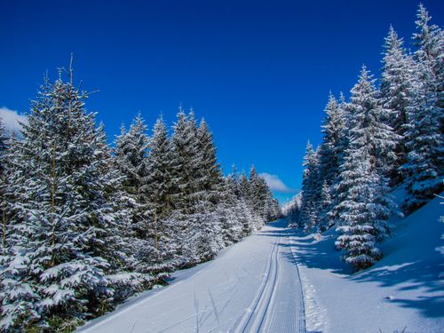 Free Tranquil snowy forest path under clear blue sky in Malá Morava during winter. Stock Photo