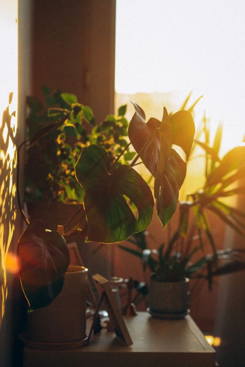 Free Warm sunlight streaming through a window onto a lush indoor jungle featuring a Monstera plant. Stock Photo