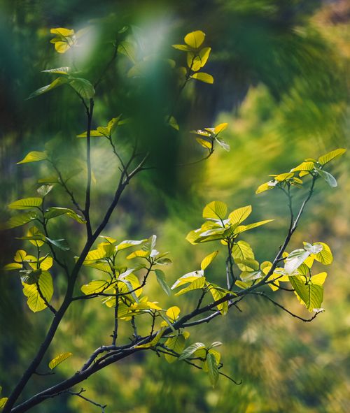 Free Close-up of vibrant green leaves on a branch in Ghatshila, Jharkhand, India. Stock Photo