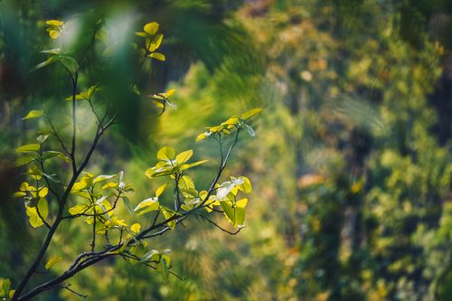 Free Vibrant green leaves on a tree branch in Ghatshila, Jharkhand, India during a sunny day. Stock Photo