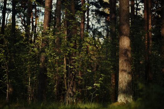 A tranquil forest scene capturing tall trees and lush green foliage in a spring setting.