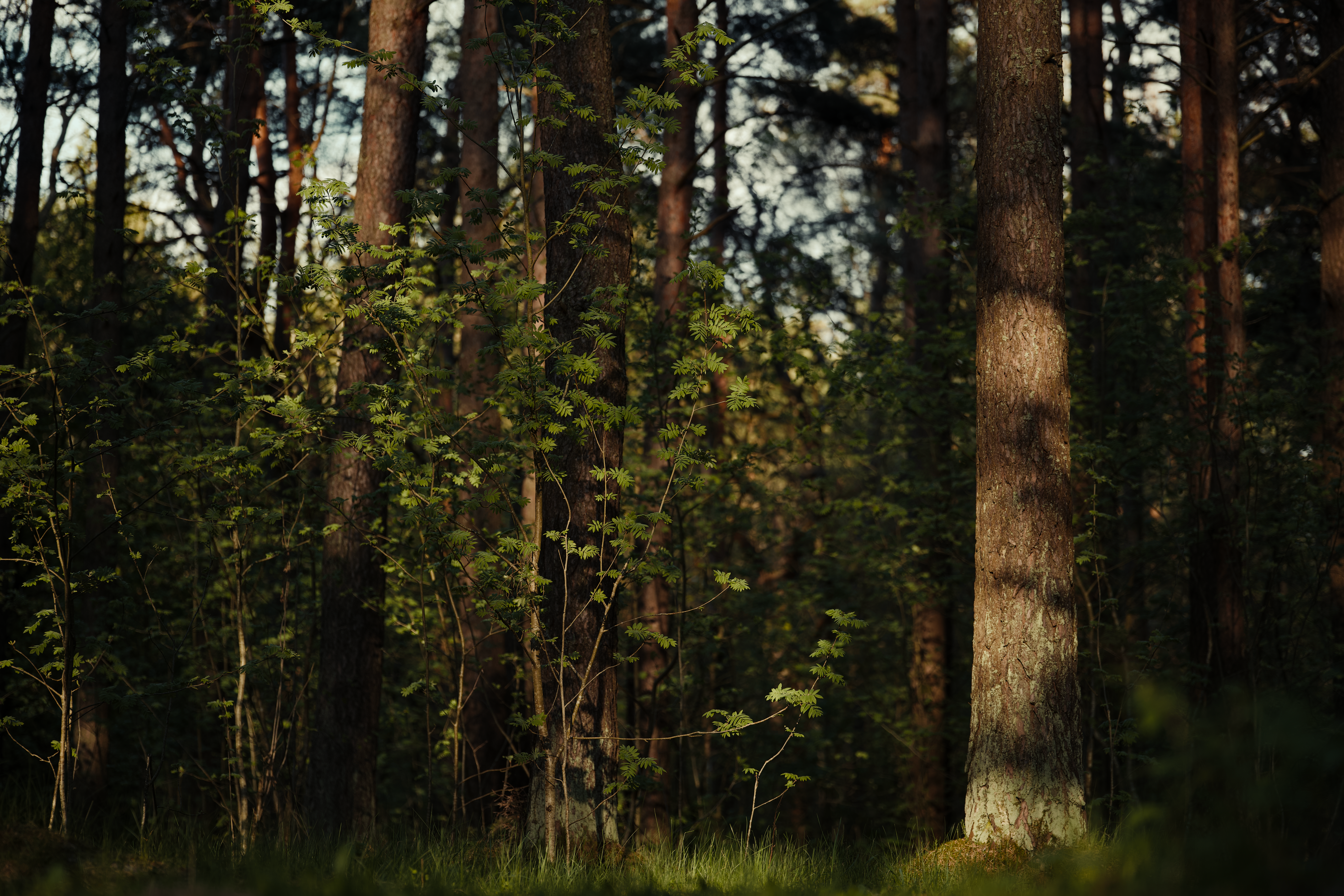 Serene Spring Forest with Tall Trees and Green Foliage · Free Stock Photo