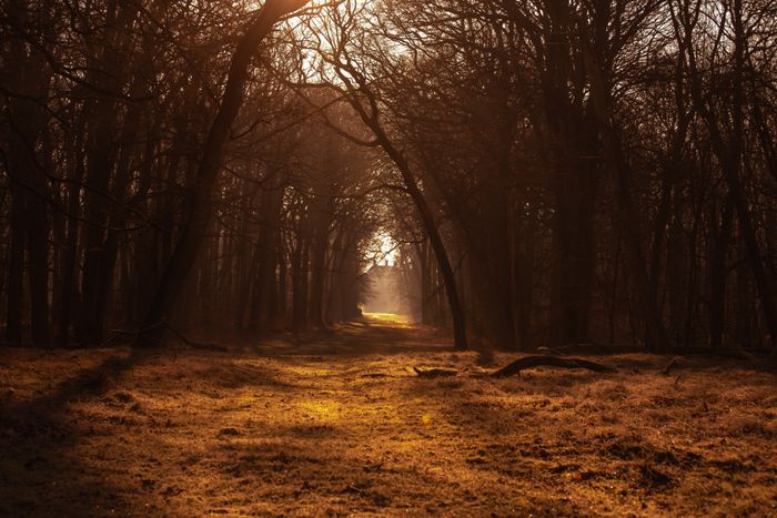 Sentier forestier baigné de lumière dorée, en soirée