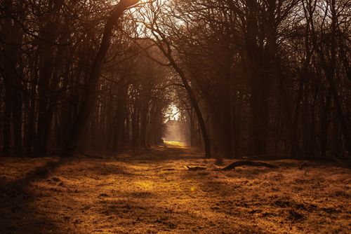 Free A tranquil forest path bathed in golden sunlight, evoking serenity and nature's beauty. Stock Photo