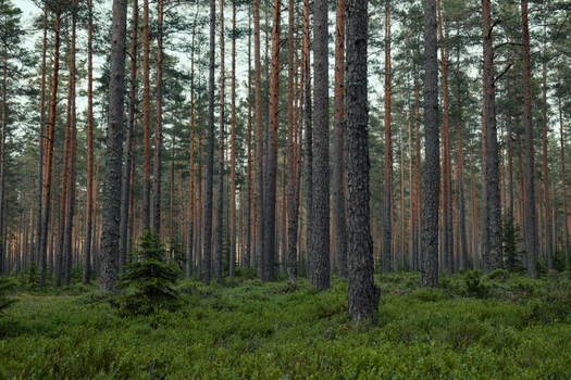 Explore a tranquil coniferous forest with towering pine trees and lush green undergrowth.
