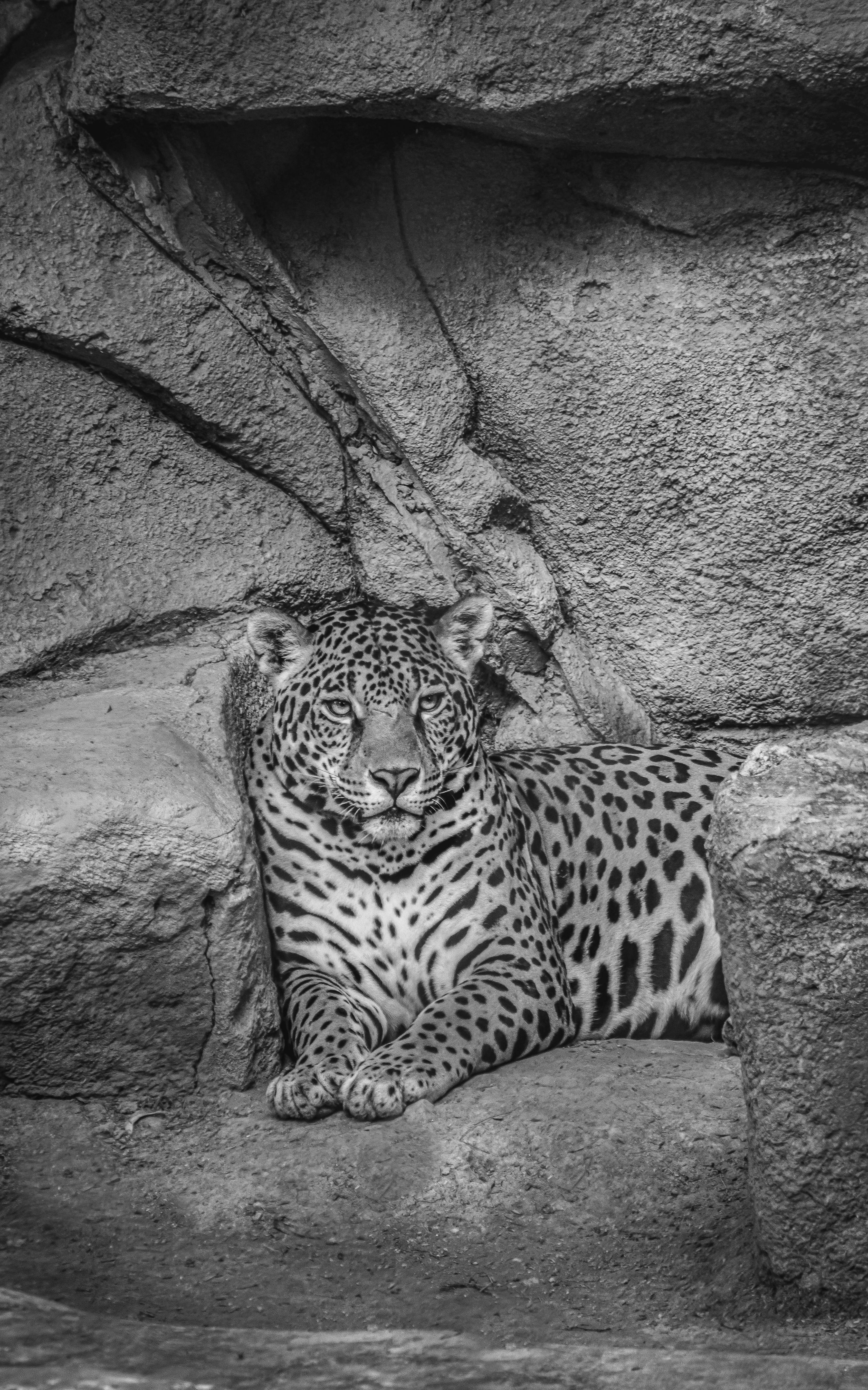 Fotomural Foto en blanco y negro de un jaguar descansando entre rocas, mostrando su naturaleza majestuosa.