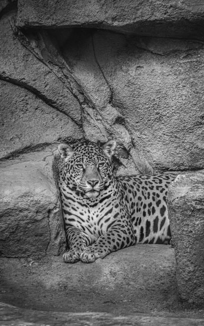 Fotomural Foto en blanco y negro de un jaguar descansando entre rocas, mostrando su naturaleza majestuosa.