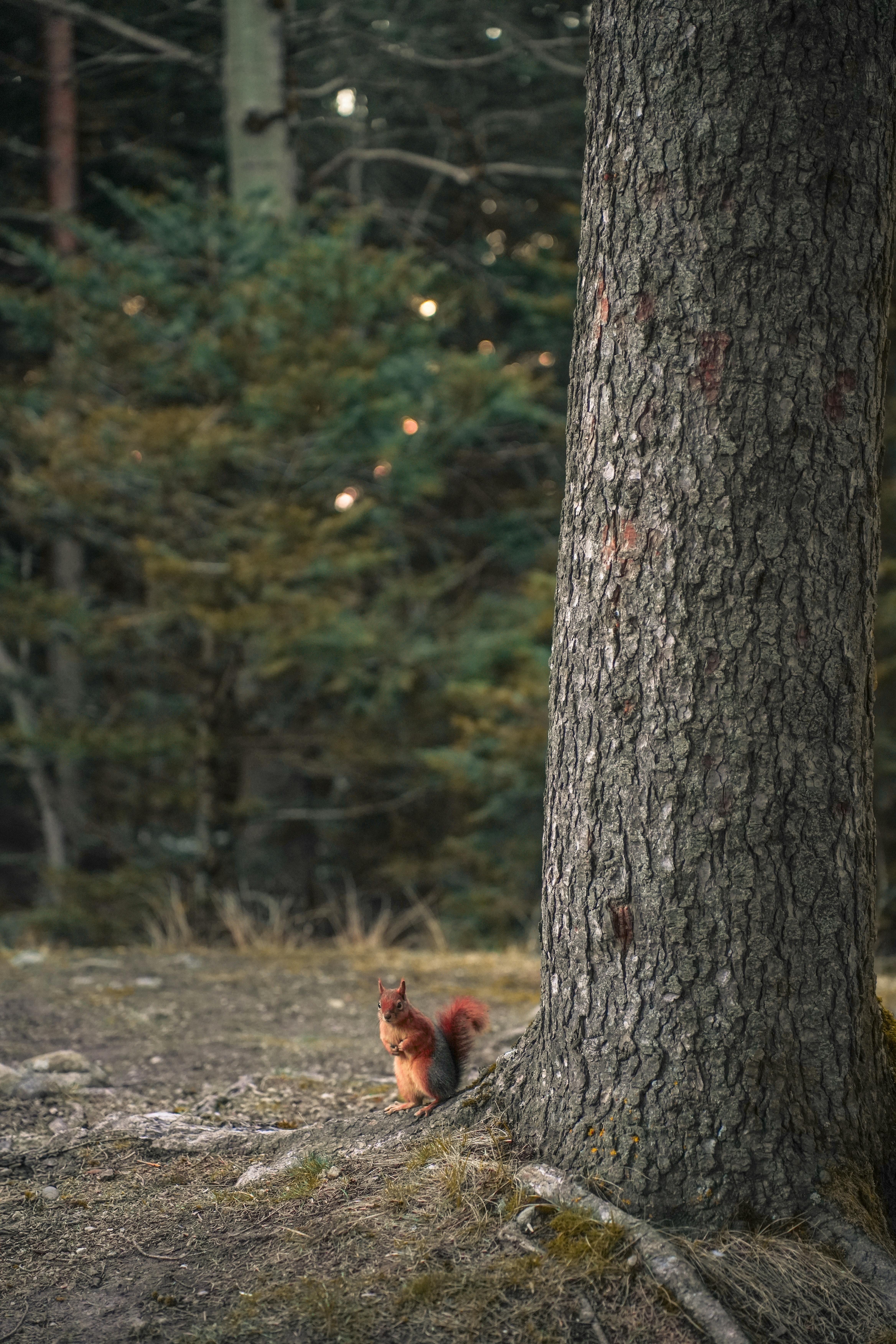 A squirrel forages near a tree in a serene forest setting in Bolu, Turkey.
