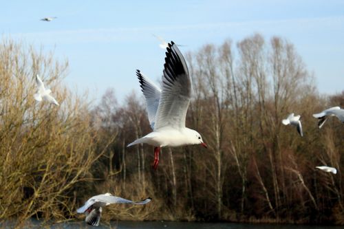 Free A beautiful seagull captured mid-flight over a serene lake in West Bromwich, England. Stock Photo