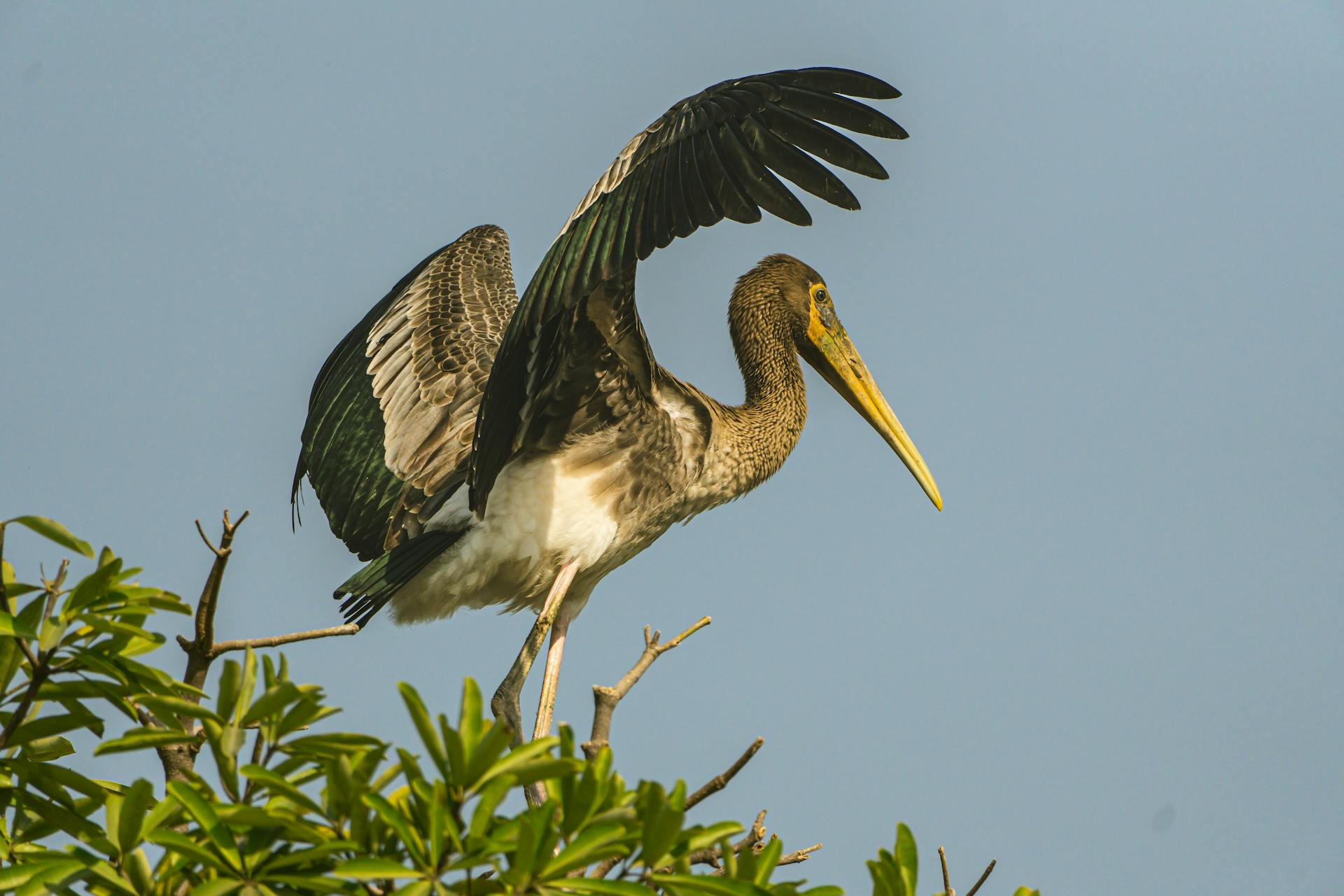 Asian openbill stork with wings spread on a tree branch against blue sky.