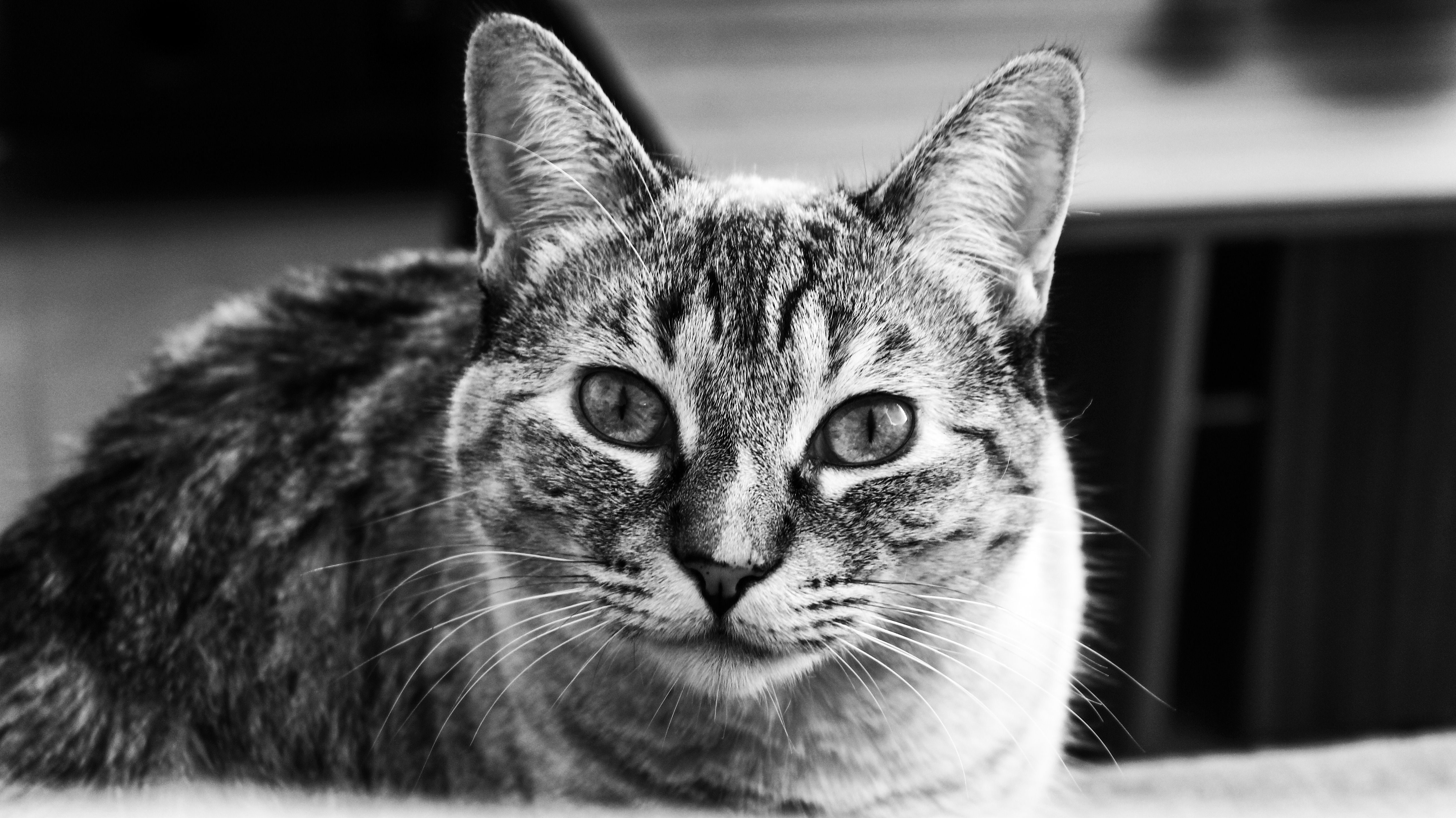 Veterinary care for a cat