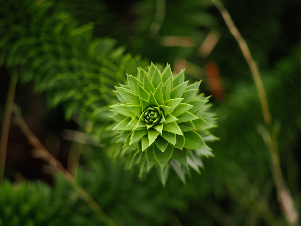 detailed shot of a green spiral plant leaf with vibrant foliage in the