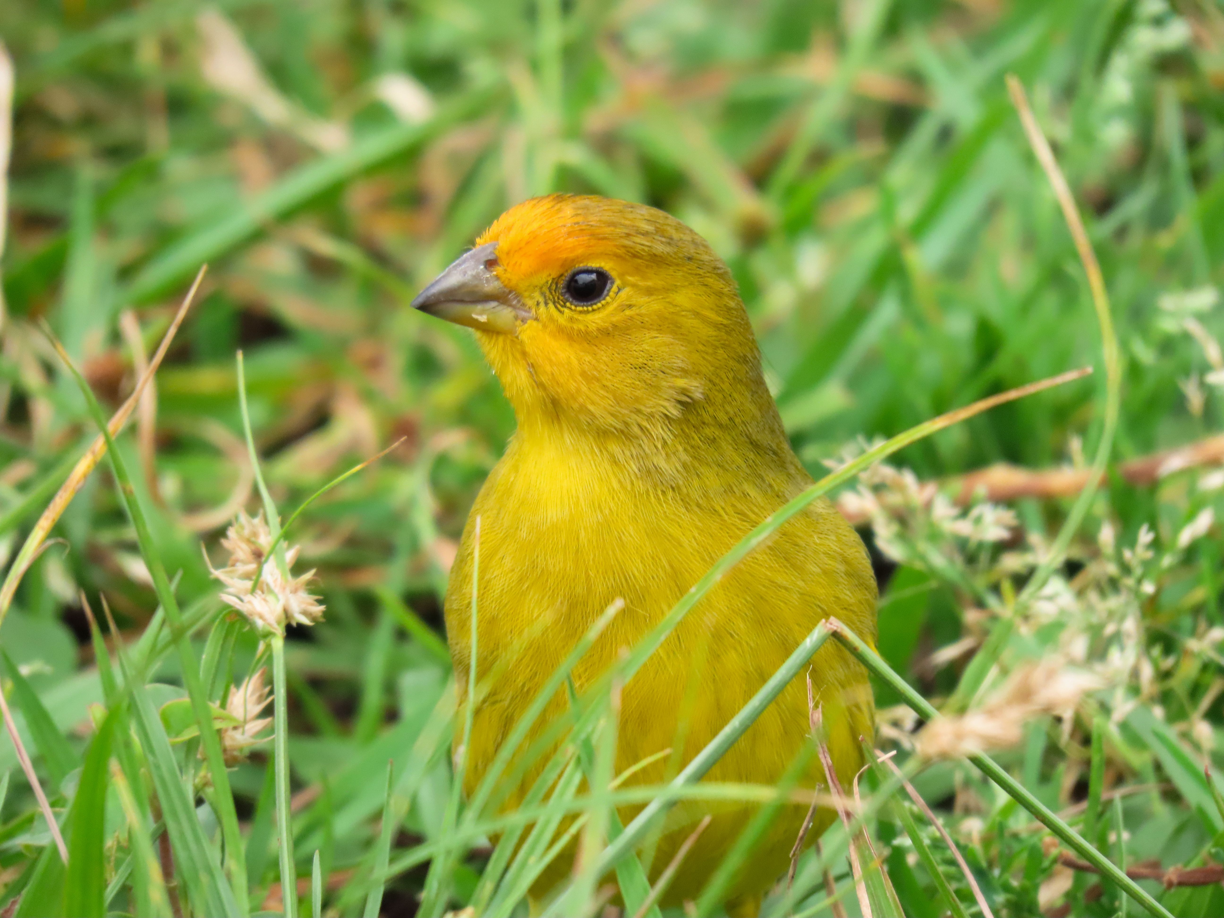 Bright Yellow Saffron Finch Amidst Lush Grass · Free Stock Photo
