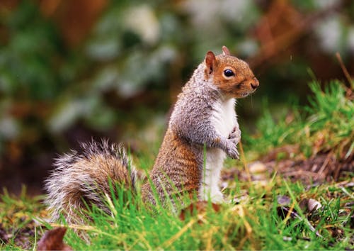 Fall Rain: Friend or Foe? What It Really Does to Lawns