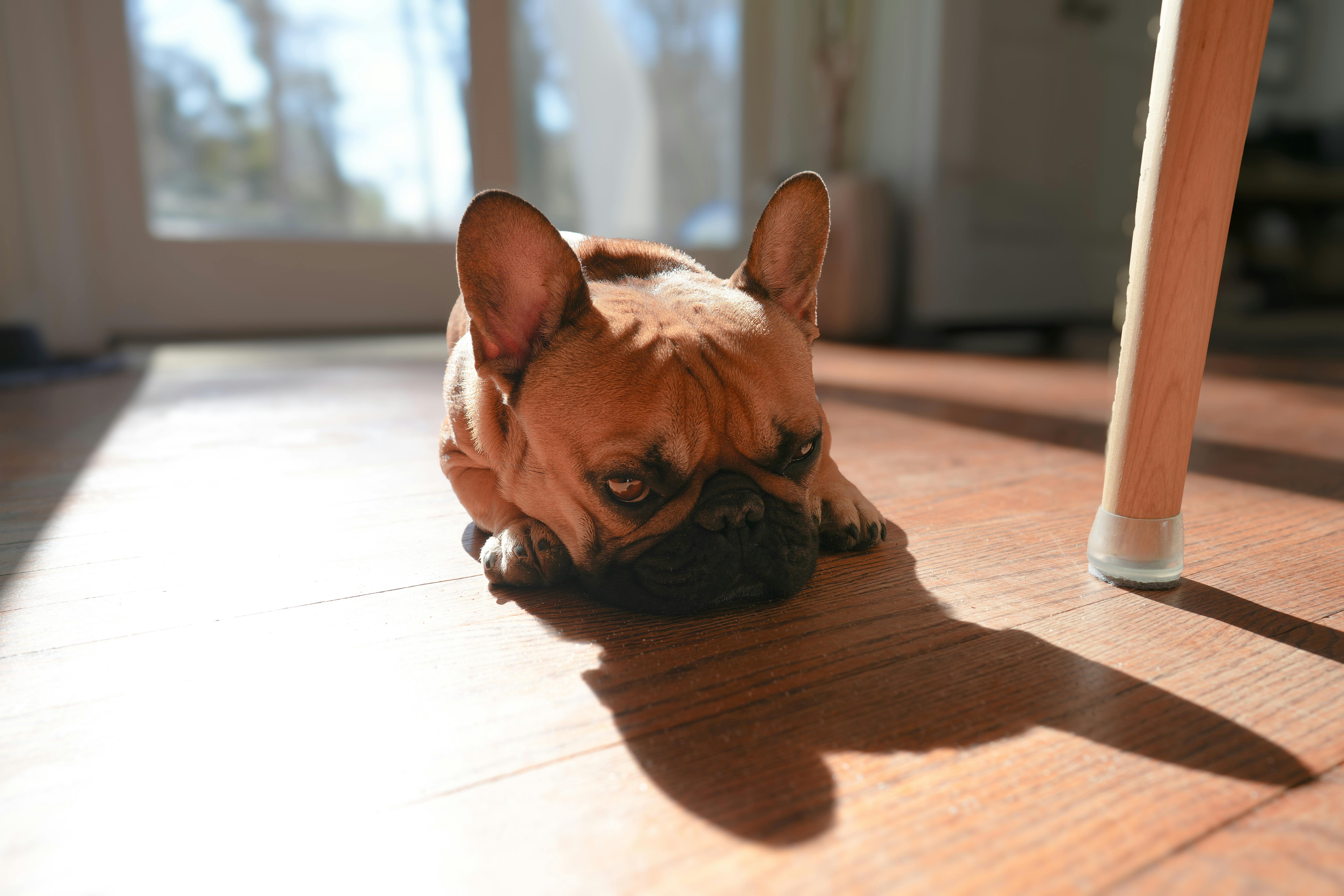 Chewy Leans On Pet Health Ecosystem To Deepen Customer Value — Photo by David Kanigan on Pexels