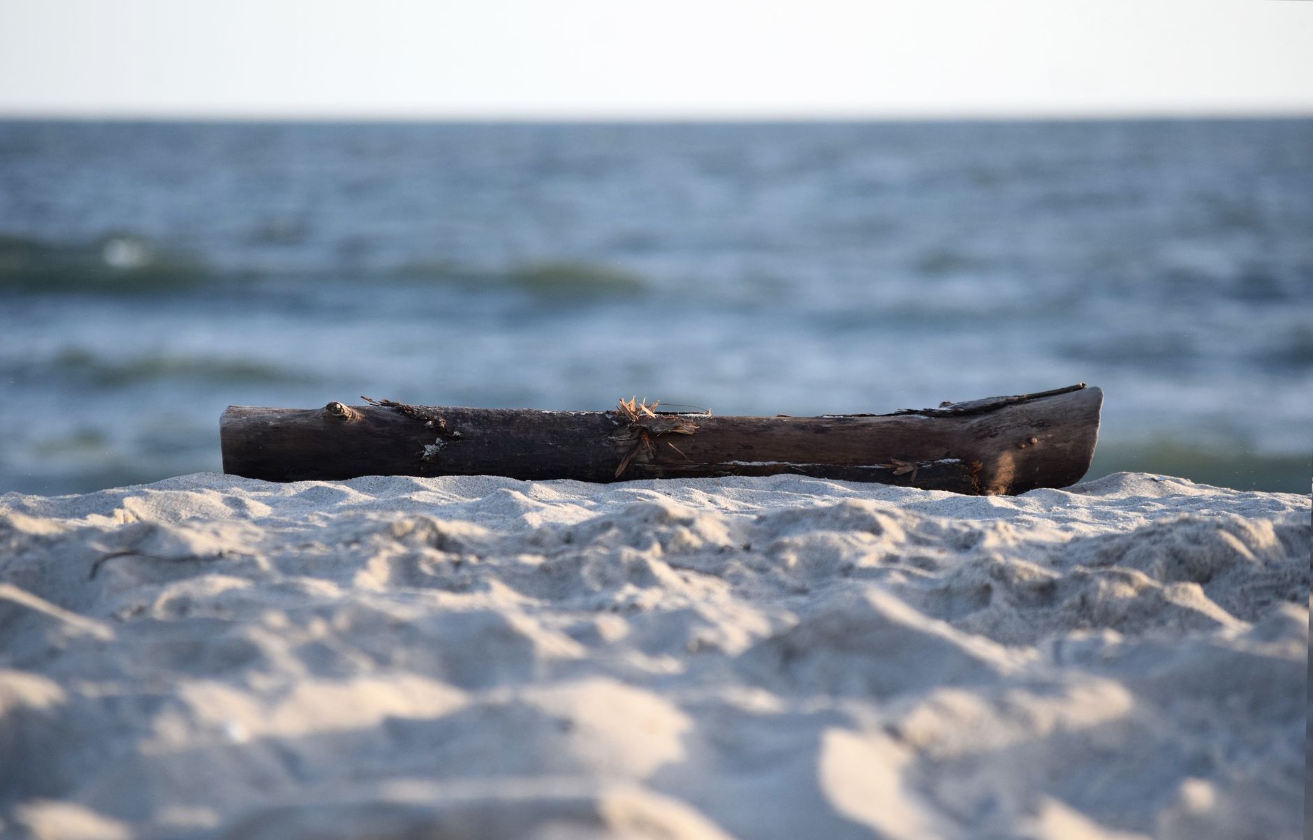 Serene beach with driftwood on the sand at Fire Island, New York.