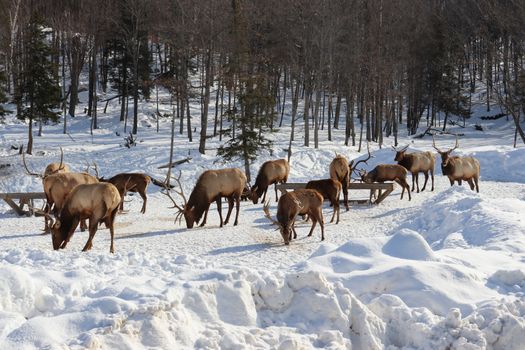 A herd of elk grazes peacefully in a snowy forest in Montebello, Quebec, Canada.