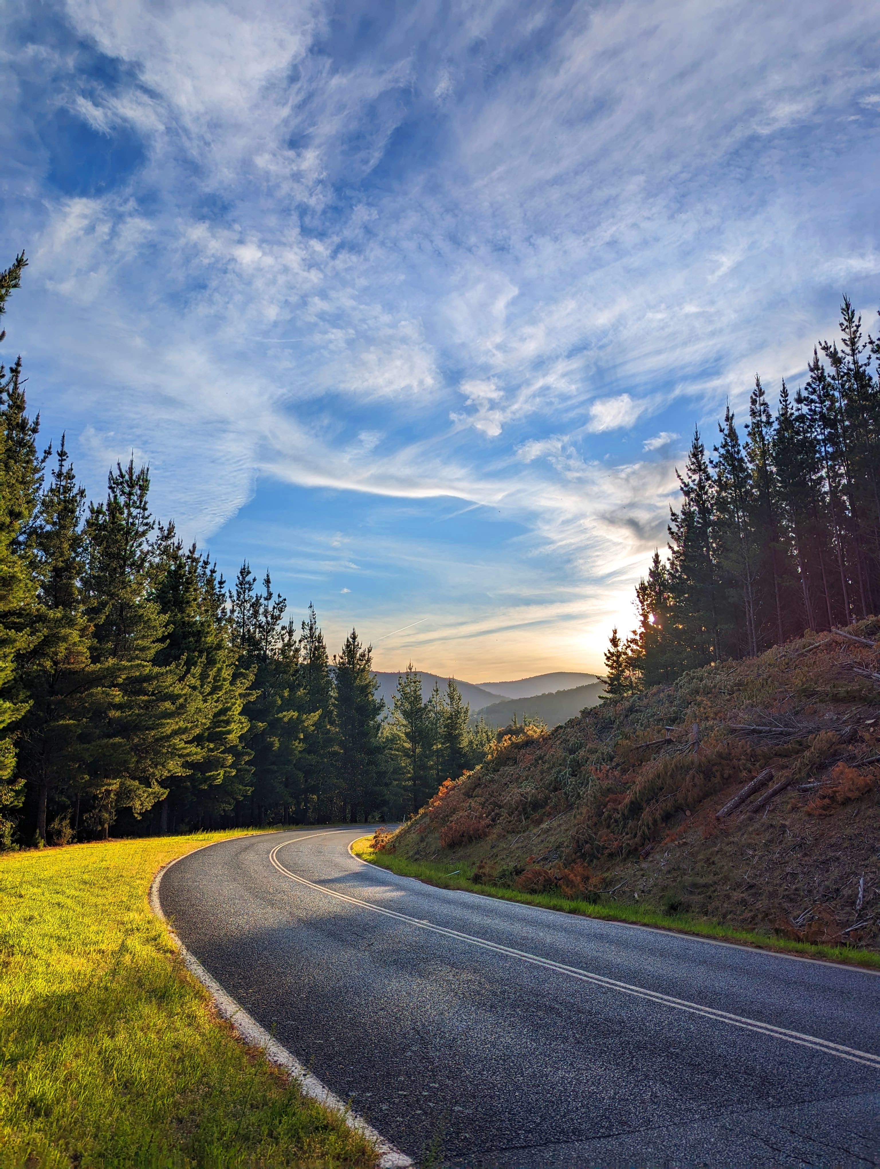 Serene Road Amidst Lush Pine Forest at Sunset · Free Stock Photo