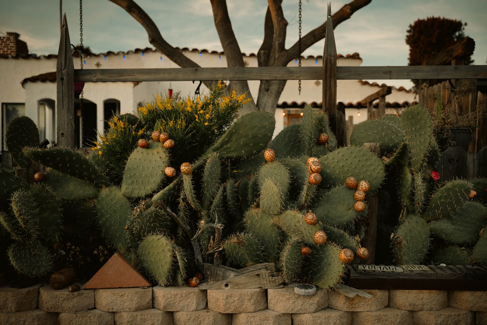 Prickly pear cactus garden with a white stucco house barely visible in the background behind dense foreground plants.