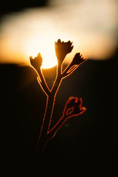 Seamless blend of nature and sunset creating a tranquil flower silhouette.