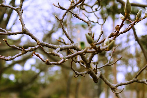 Безкоштовне стокове фото на тему «вирощування, відділення, дерево»