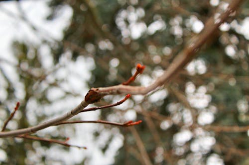 Free stock photo of branch